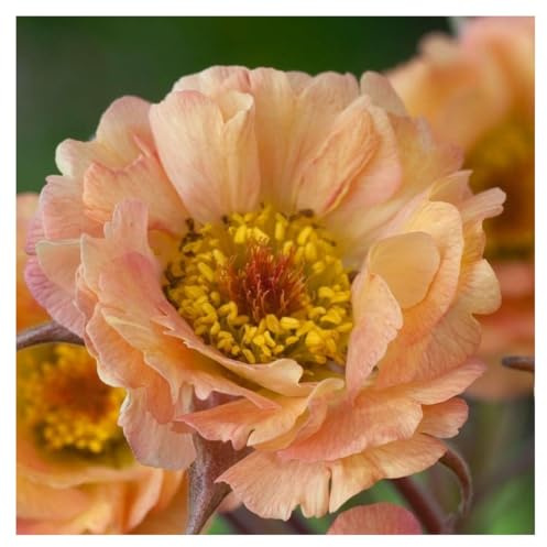 Stauden Gänge 1 x Geum chiloense 'Mai Tai‘ (Winterhart/Stauden/Staude/Mehrjährig/Immergrün) apricotfarbene Chilenische Nelkenwurz - Pfirsichfarbene Blüten mit exotischem Charme
