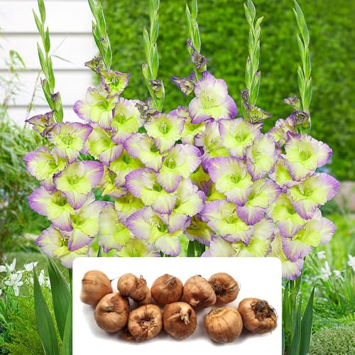 10 Gladiolus Moonlight Shadow Bulbs – Stunning Bicolor Blooms – Summer-Flowering Perennials – Perfect for Borders & Containers – Cultivated for UK Garden Conditions