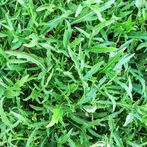 semi di rucola resistenti biologici, giardino da interno per balcone 550pcs