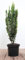 Ilex crenata 'Fastigiata' 40-50 cm - Japanische Stechpalme, immergrün, säulenförmig, ideal für Hecken und Kübel, pflegeleicht und winterhart