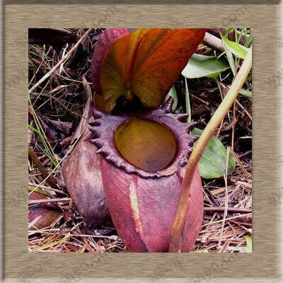 5: Semi di piante di Nepenthes Semi di Nepenthes Semi di piante acchiappamosche 20 Particelle/sacchetto