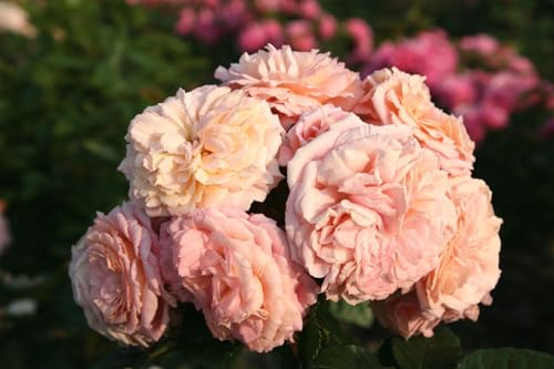 Rosa 'Amaretto' – Winterhart, Mehrjährig – Duftrose – Rosenstrauch für Garten & Beet