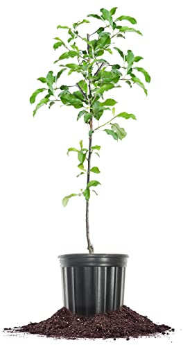 Perfect Plants Granny Smith Apple Tree 4-5ft Tall | Live Fruit Trees for Outdoor Planting | Fresh Apples for Eating, Canning, & Dehydrating | Sweet & Tasty Green Fruits Ripen in Fall