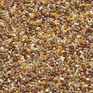 Il Contadino - Antichi Becchimi | Misto per TORTORE e FAGIANI | Formula Ricca di Semi Selezionati Adatta per Tutto L'Anno, No OGM, 100% Vegetale, Assenza di scarti. qualità Superiore (10 kg)
