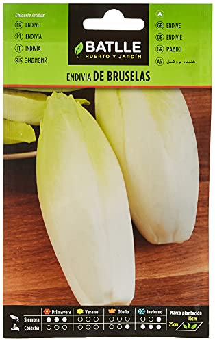 Semences horticoles de Batlle - Endive de Bruxelles (10g), Noir