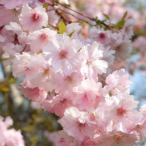 Prunus First Blush - Flowering Cherry Blossom Tree - Ornamental Trees for Garden 5-6ft Ready to Plant - Trees in Pots Outdoor Garden Ready - Small Trees for Garden Ready to Plant Cherry Tree Plant