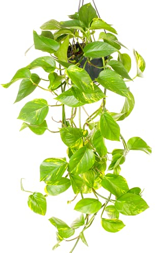 Epipremnum Aureum - Lierre du Diable | Plante Suspendue pour Maison Bureau 15cm