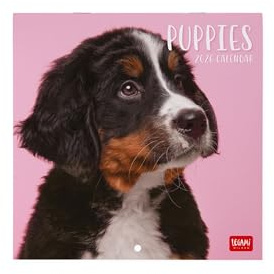 Legami Väggkalender 2026, Puppies, liten väggkalender, 12 månader och årsplanerare, 6 språk, utrymme för anteckningar, stjärntecken, internationella helgdagar, 18 x 18 cm