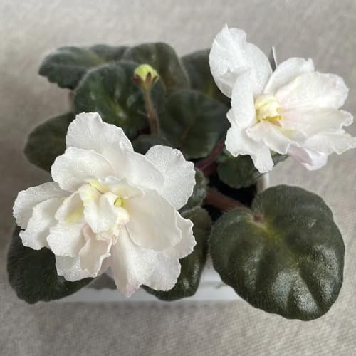 usambaraveilchen kletterpflanzen steingartenpflanzen topfpflanzen draußen winterhart deko blumenwiese mehrjährig wiesensaatgut garten geschenk gartenblumen balkonpflanzen 25samen