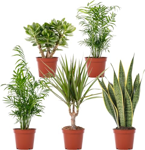 Gardeners Dream 5er Zimmerpflanzen Set - Grünpflanzen Mix mit Chamaedorea (Bergpalme), Sansevieria (Bogenhanf), Crassula (Geldbaum), Areca (Goldfruchtpalme), Dracaena (Drachenbaum) in 12 cm Töpfen