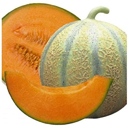 PREMIER SEEDS DIRECT - MELON -Cantaloupe di Charentais (Organic) 50 seeds