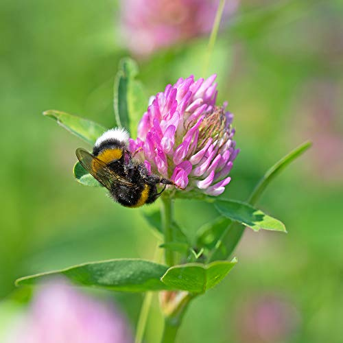 Rotklee Trifolium pratense 1 kg Kleesamen Leguminose Futterbau Gründünger