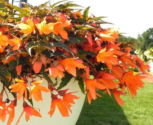 Seeds 15 Seeds Begonia Bossa Nova Orange Trailing Begonia The Seeds pellets: Only Seeds