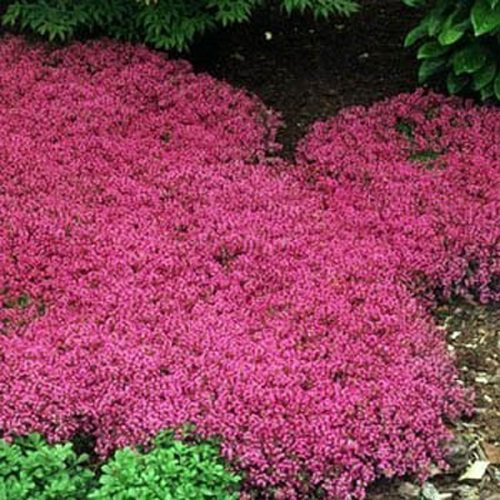 Heirloom Non GMO Magic Carpet Creeping Thyme 1000 Seeds