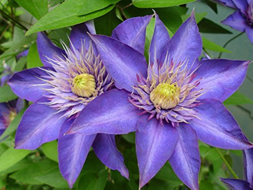 Multi Blue Clematis - New! - Navy Blue Double Flower - 2.5 Pot