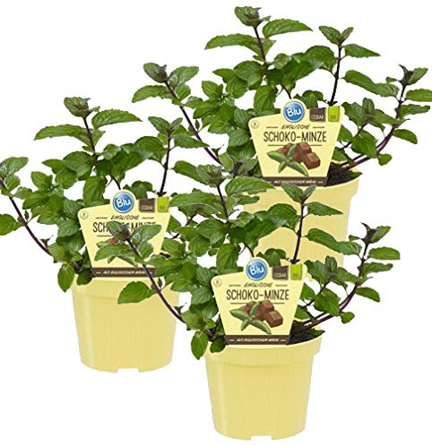 Menthe chocolat bio (Menta x piperita), herbes végétales issues de l'agriculture durable 3 Pflanzen je im 12cm Topf