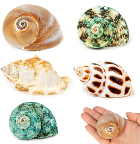 SKOOLOVE Lot de 5 Coquillages Naturels pour Bernard-l’Ermite – Taille 4,8-7,4 cm, Ouverture 2,8-4,8 cm – Conques Marines Idéales pour Les Bernard-l’Ermite et pour la Décoration de Plage