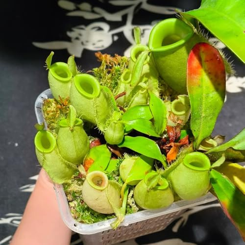 semi di nepenthes - decorazione appartamento biologici esotiche resistenti pascolo 300pcs