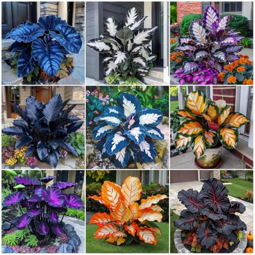 298 Mixed Color Hosta Seeds – Shade-Tolerant Perennial Plants with Layered Foliage Structure, Strong Adaptability and Consistent Garden Performance