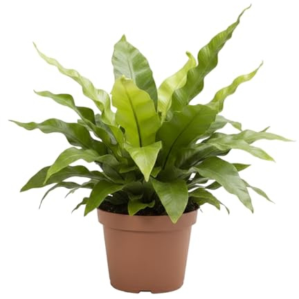 DECOALIVE Asplenium Nidus Crispy Wave Helecho Nido de Ave Planta Viva de Interior en Maceta de 12 cm de Diámetro y 20 cm de Altura