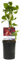 Wilde Wein - Parthenocissus Engelmannii - Blatt Grün später Rot - Wenig Pflege - 2 Pflanzen - 30-40cm - Ø10cm - Gartenpflanze