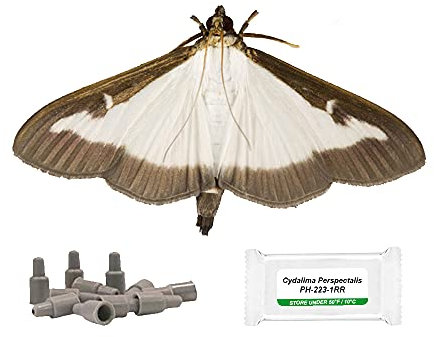 IPM Direct Señuelo de feromonas de repuesto para polillas de boj - Paquete de 4