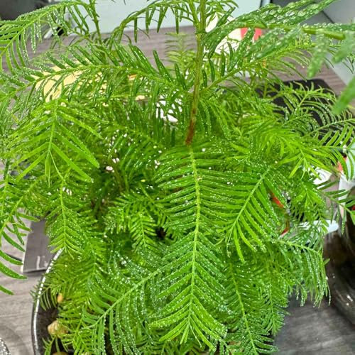 30 piezas Semillas de Metasequoia, Metasequoia glyptostroboides, maceta con techo verde Secuoya china, abeto de agua, regalos sostenibles para mujeres, semilla, regalo de semillas