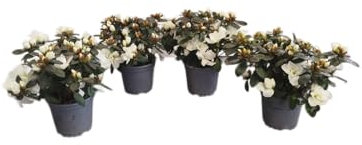 Azalea Blanca Pack 4 Plantas Naturales con Flores de Color Blanco