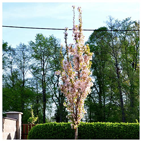 Japanese Amanogawa Pink Flowering Cherry 4-5ft Tall in a 3L Pot, Upright Growing Prunus Serrulata 3fatpigs®