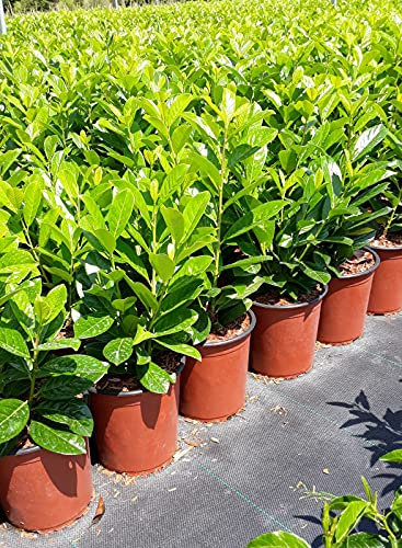 Prunus Laurocerasus 'Novita' (Lauroceraso) vaso 19 cm