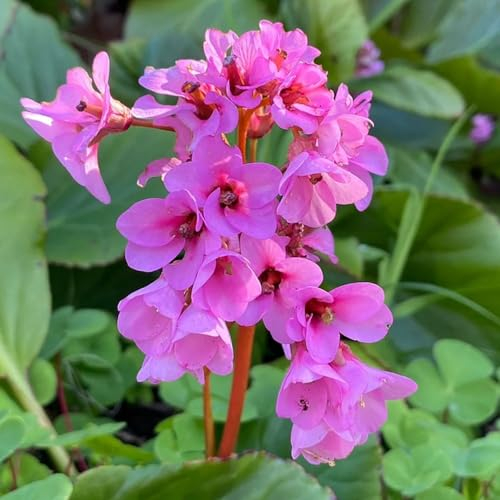 25 pcs bergenien winterhart samen, garten hochbeet, garten pflanzen winterharte (Bergenia cordifolia) winterharte stauden für pralle sonne, bienenweide mehrjährig blumensaat, balkonpflanzen