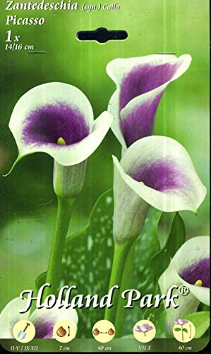 Holland Park bulbi da fiore di molte varietà e colori in sacchetto blister con foto (CALLA ZANTEDESCHIA PICASSO 1 bulbo)