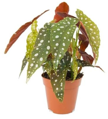 Planta de Interior Begonia Maculata Planta Ornamental Natural y Decorativa