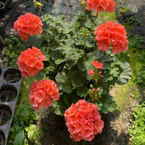 100 pcs geranien samen stehend, wildblumensamen, balkon wildblumen, winterharte stauden blumensamen ostern, geschenk garten winterharte blumen, garden flowers, pflanzen blumen balkon,