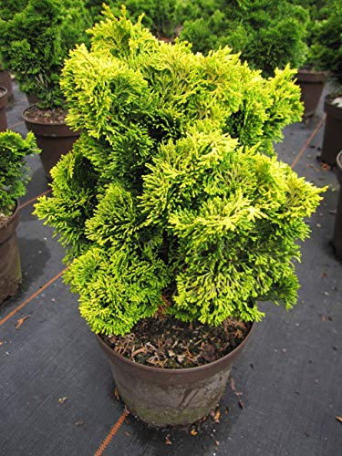 Chamaecyparis obtusa Nana Aurea - gelbe Zwerg-Muschelzypresse