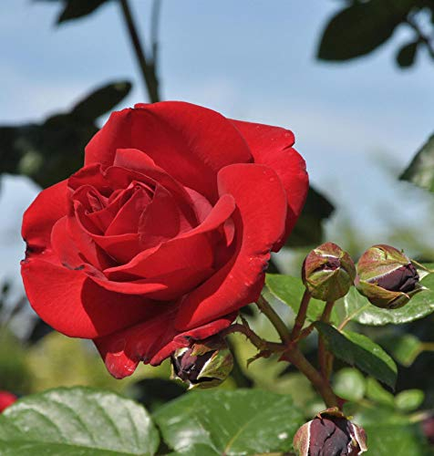 Kletterrose Santana® 30-60cm