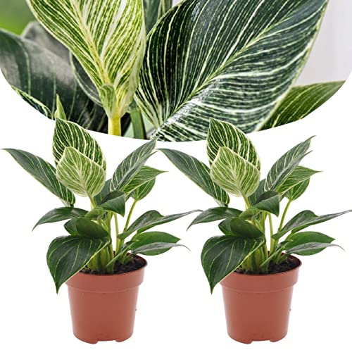 Plant in a Box - Philodendron 'Vague blanche' - Set de 2 - Plante d'intérieur - Pot 12cm - Hauteur 20-30cm