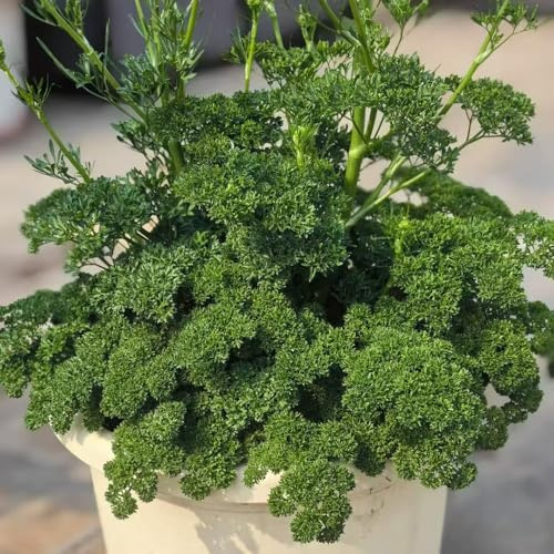 semi di prezzemolo - raro giardino 900pcs