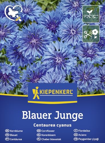 Kiepenkerl Kornblumensamen Blauer Junge 50930, Sommerblumensaat | Loses Saatgut für ca. 80 Pflanzen, essbare Blütenblätter, einjährig, Wuchshöhe ca. 50-60 cm