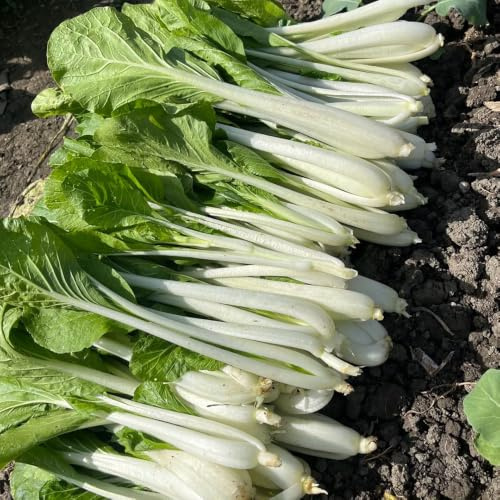 semi di pak choi, decorazione giardino balcone varietà esotiche 60pcs