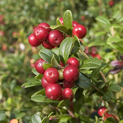 Cranberry Pilgrim Fruit Bush in a 1.7L Pot to Grow Your Own