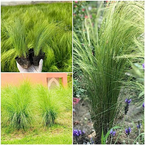 500 pcs federgras stipa ponytails samen winterharte kübelpflanzen,Stipa tenuissima,Ziergras ziergräser gewächshaus balkon mini garten pflanzenkübel balkon hochbeet zimmerpflanzen