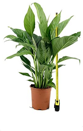 Espatifilo Natural La Planta Perfecta para Decorar tu Oficina o Lugar de Trabajo