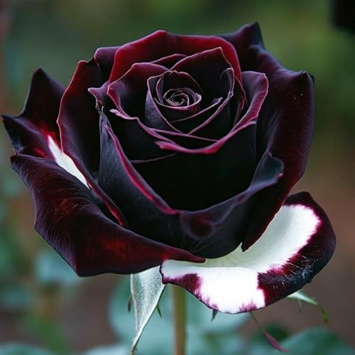 Rizoma Di Rosa Raro, Perenne, Adatto A Primavera E Autunno, Ideale Per La Vista In Giardino, Non Necessita Di Irrigazione-1 Rizoma-B