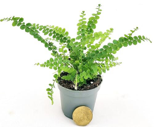 POWERS TO FLOWERS - FELCE, MICRO IDEALE PER TERRARIUM, VASO 5,5cm Diametro, piante vere