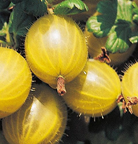 Gooseberry 'Hinnonmaki Yellow' Plant