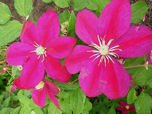 Clematite.net 102856