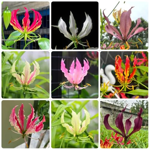Bulbi di giglio fiammeggiante - rare decorazioni floreali Gloriosa superba - bulbi a primaverile Le perenni sono rampicanti 8pcs