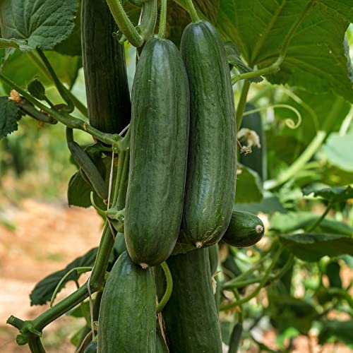 Cucumber 'Marketmore' Cucumis sativus Half-Hardy Annual Vegetable Seeds Easy to Grow Your Own Cucumbers Indoor Outdoor Garden Vegetable Plants 1x Pack (Approx. 20 Seeds) by Thompson and Morgan