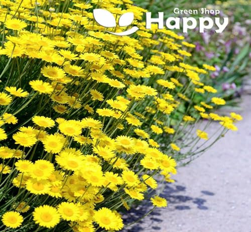 Marguerite Daisy Yellow 1000 Seeds + Plant tag + Freebie - Anthemis Tinctoria